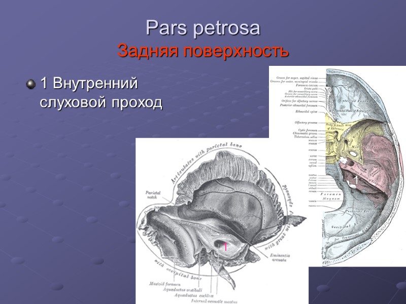 Pars petrosa  Задняя поверхность 1 Внутренний слуховой проход 1 1